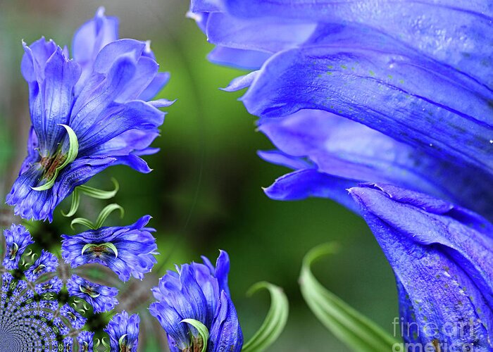Gentian Greeting Card featuring the photograph Blue Gentian Flower Abstract by Smilin Eyes Treasures