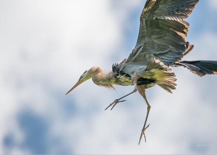 Animals Greeting Card featuring the photograph Blue Heron 1 by Leland D Howard