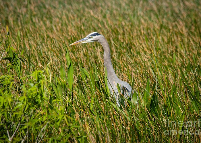 America Greeting Card featuring the photograph Blue Heron by Amanda Mohler