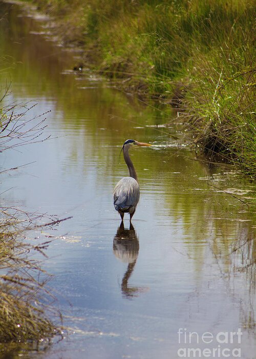 Blue Heron In Stream Greeting Card featuring the photograph Blue Heron in Stream 2 by Donna L Munro