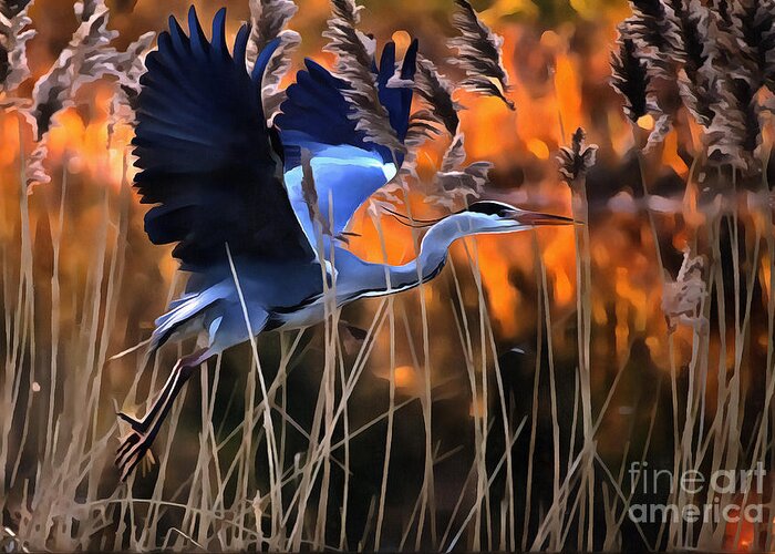 Cc2.0/by/ Greeting Card featuring the photograph Blue Heron by Jack Torcello