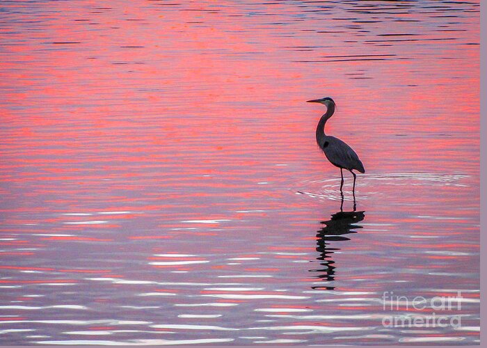 Blue Heron Greeting Card featuring the photograph Blue Heron - Pink Water by Tom Claud
