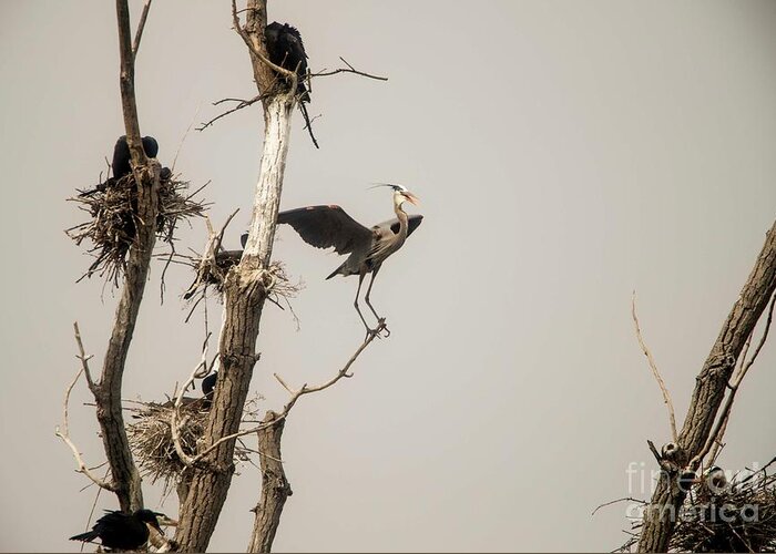 Rookery Greeting Card featuring the photograph Blue Heron Posing by David Bearden
