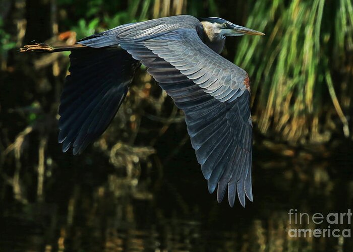 Heron Greeting Card featuring the photograph Blue Heron Series The Pond by Deborah Benoit