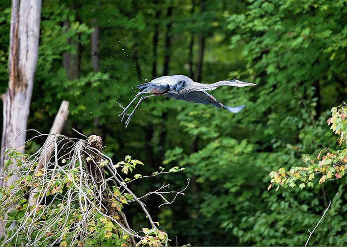 Blue Heron Greeting Card featuring the photograph Blue Heron Take Off by Deborah Penland