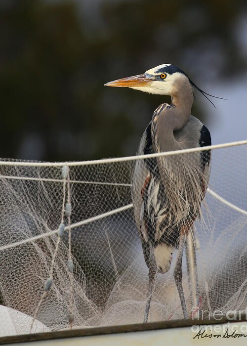 Blue Greeting Card featuring the photograph Blue Heron With Net by Alison Salome