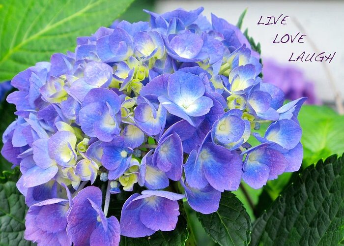 Blue Greeting Card featuring the photograph Blue hydrangea by Sue Morris