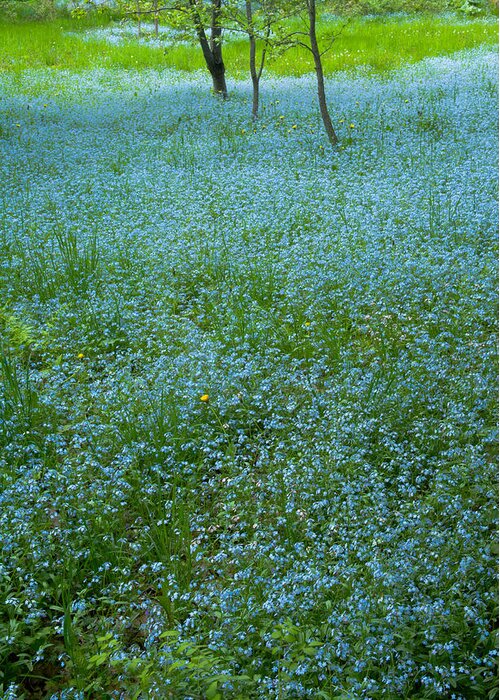 Wild Flowers Greeting Card featuring the photograph Blue Invasion #2 by Irwin Barrett