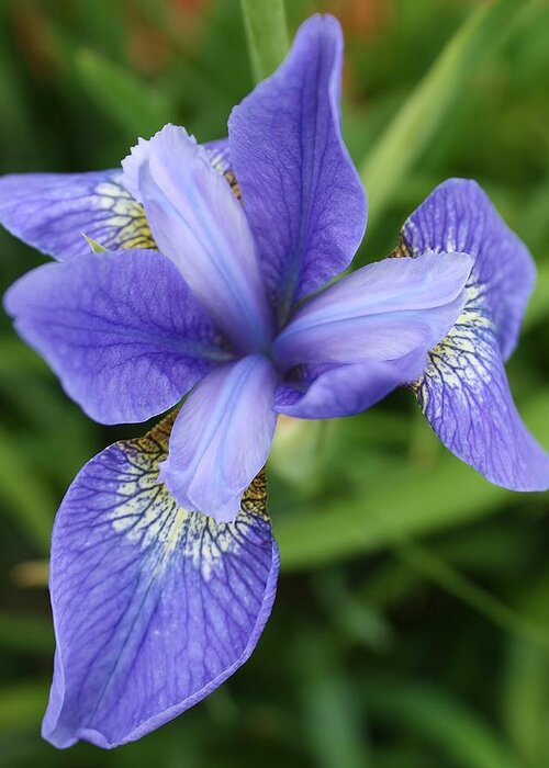 Flora Greeting Card featuring the photograph Blue Iris 5 by Bruce Bley