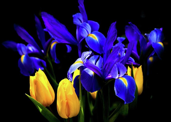 Blue Iris Greeting Card featuring the photograph BLUE IRIS WALTZ by KAREN WILES by Karen Wiles
