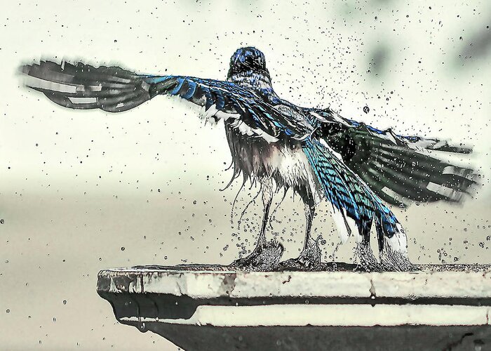 Nature Greeting Card featuring the photograph Blue Jay Bath Time by Scott Cordell
