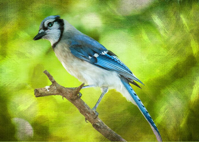 Bird Greeting Card featuring the photograph Blue Jay by Cathy Kovarik