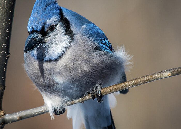 Blue Greeting Card featuring the photograph Blue Jay Close Up by Paul Freidlund