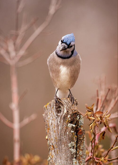 Bird Greeting Card featuring the photograph Blue Jay for Ali 2 by Jeff Phillippi