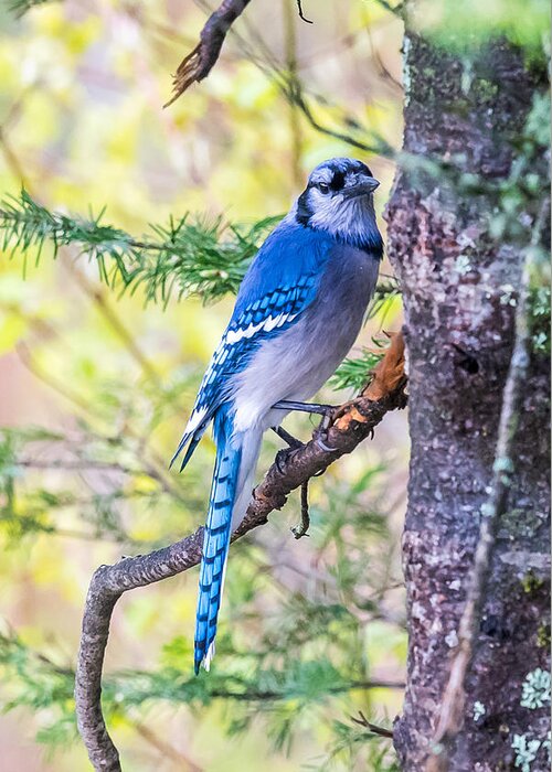 Blue Greeting Card featuring the photograph Blue Jay in the Forest by Paul Freidlund