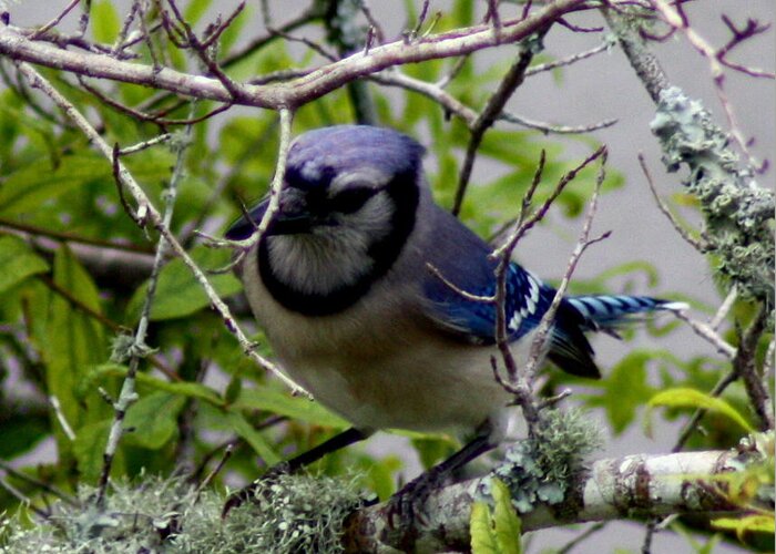 Blue Jay Greeting Card featuring the photograph Blue Jay by Michael Albright