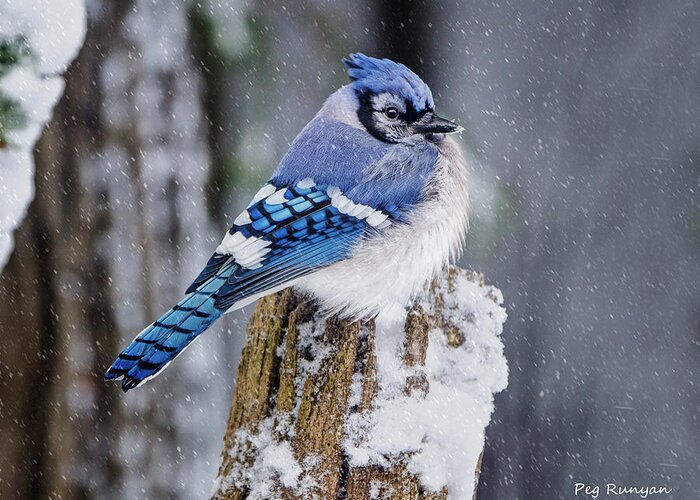 Blue Jay Greeting Card featuring the photograph Blue Jay on Snowy Post by Peg Runyan