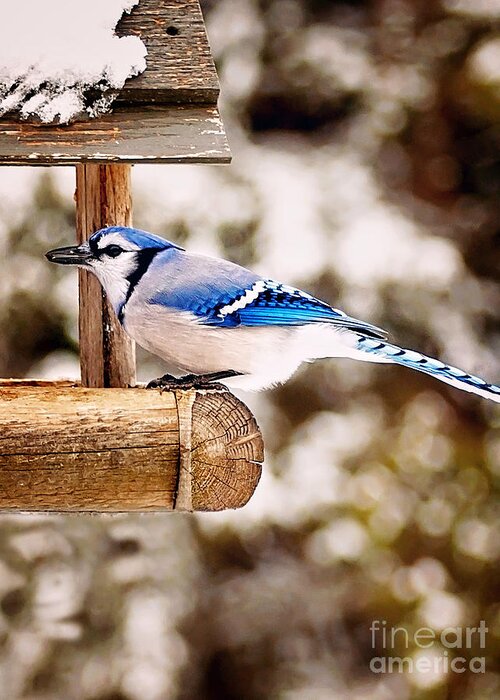 Blue Bird Greeting Card featuring the photograph Blue Jay Wildlife by Gwen Gibson