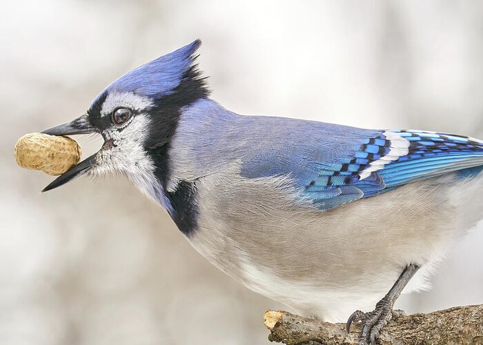 Blue Jay Greeting Card featuring the photograph Blue Jay with peanut, in January by Jim Hughes