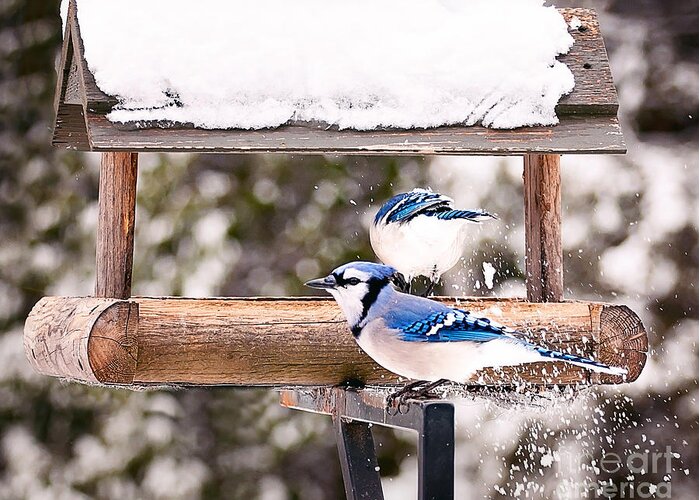 Blue Jays Greeting Card featuring the photograph Blue Jays in Winter by Gwen Gibson