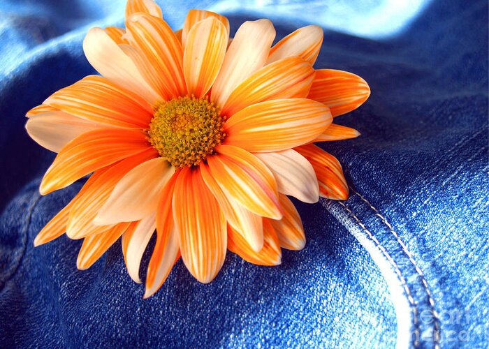 Diasy Greeting Card featuring the photograph Blue Jeans and Daisies by Wendy Mogul