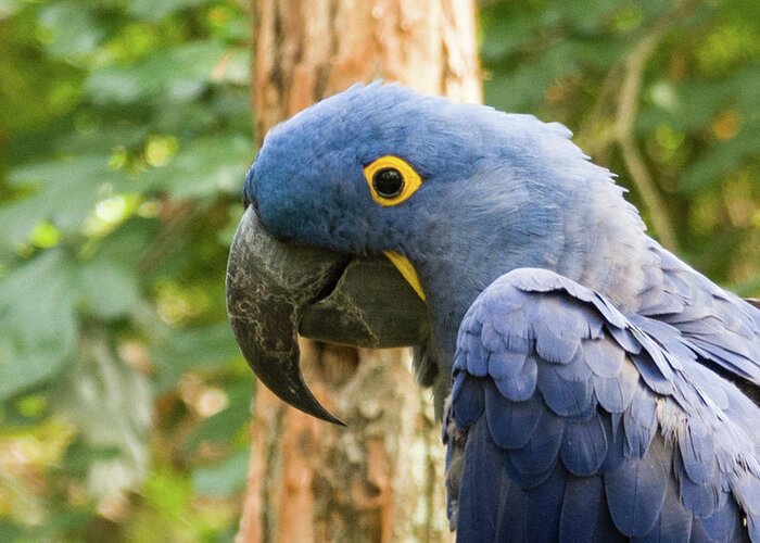 Zoo Greeting Card featuring the photograph Blue Macaw by John Benedict