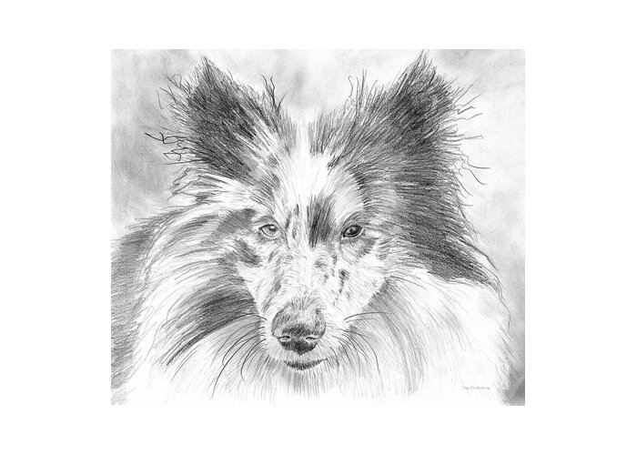 Schooner Greeting Card featuring the painting Blue Merle Sheltie Graphite Drawing by Amy Kirkpatrick