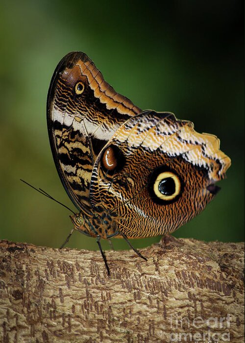 Reid Callaway Blue Morphs Butterfly Greeting Card featuring the photograph Blue Morpho Butterfly Cecil B Day Butterfly Center Art by Reid Callaway