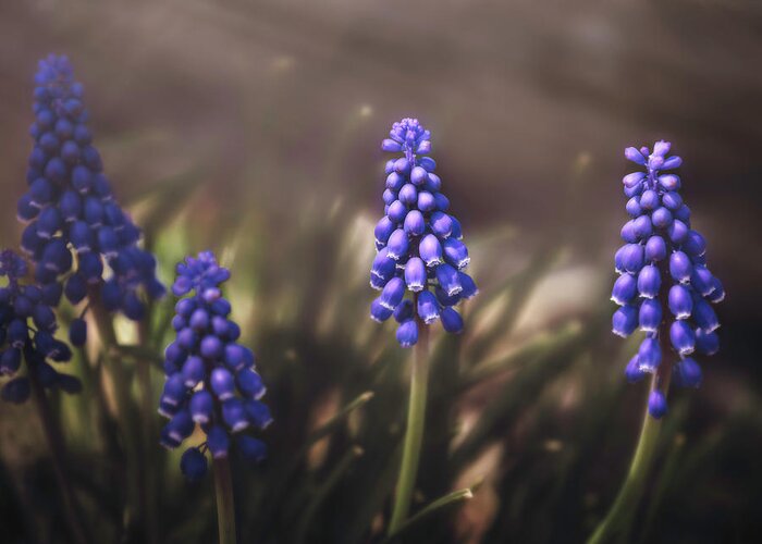 April Greeting Card featuring the photograph Blue muscari by Eduard Moldoveanu