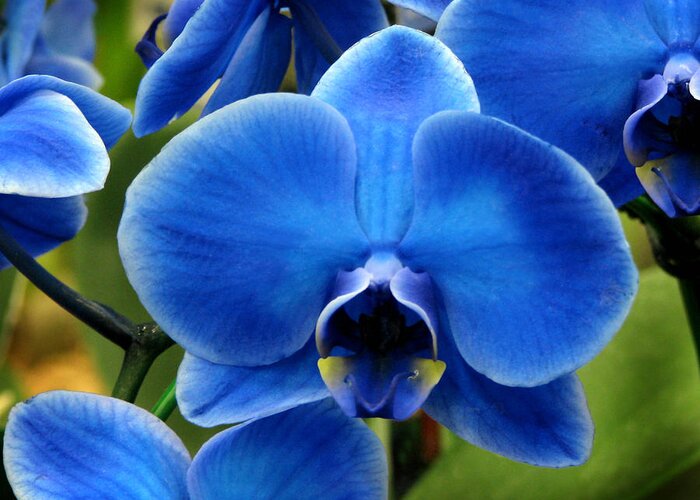 Nature Greeting Card featuring the photograph Blue Orchid by Peggy Urban