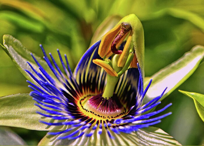Passion Flower Greeting Card featuring the photograph Blue Passion Flower - Still Opening 001 by George Bostian