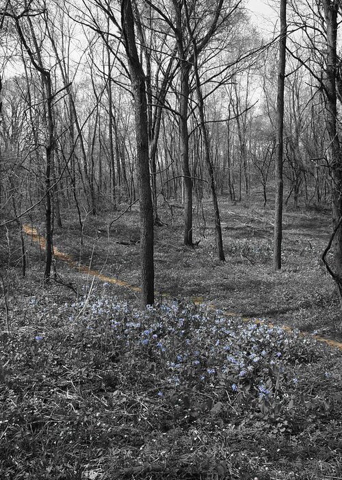 Landscape Greeting Card featuring the photograph Blue Path by Dylan Punke