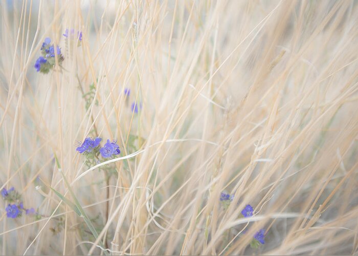 Borrego Springs Greeting Card featuring the photograph Blue Phacelia by Shuwen Wu