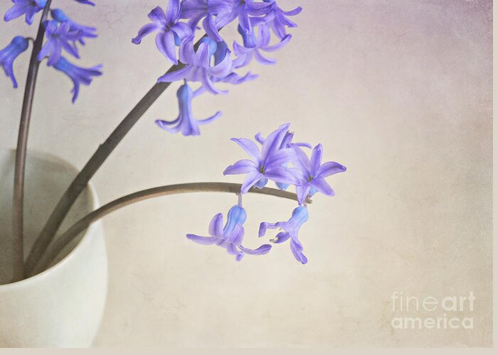 Still Life Greeting Card featuring the photograph Blue purple flowers in white china cup by Lyn Randle