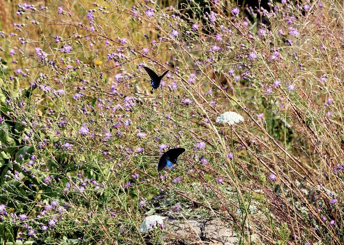Butterfly Greeting Card featuring the photograph Blue Ridge Butterflies 4 by Matt Sexton
