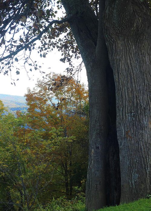 Nature Greeting Card featuring the photograph Blue Ridge Parkway Tree by Cathy Lindsey
