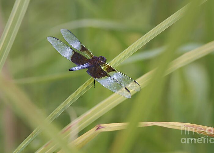 Dragonfly Greeting Card featuring the photograph Blue Shimmer by Deborah Benoit