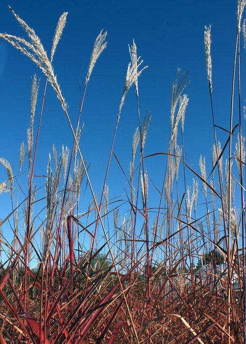 Grass Greeting Card featuring the photograph Blue Skies and Grasses by Barbara White