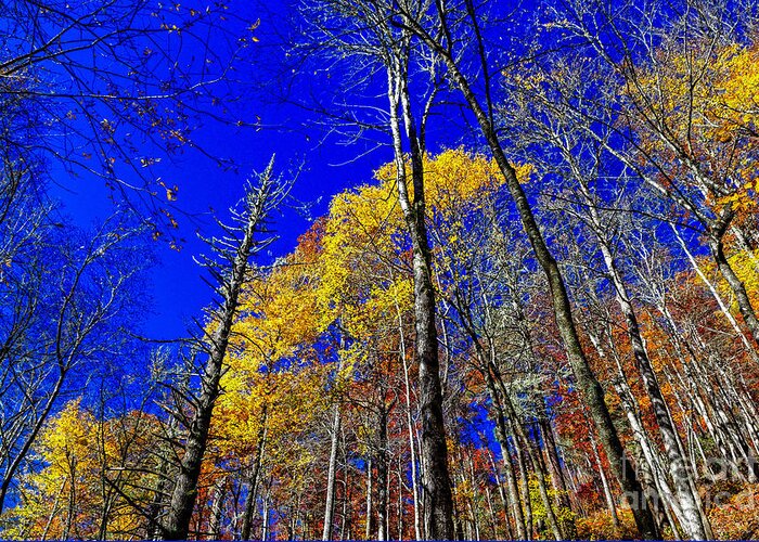 Fall Greeting Card featuring the photograph Blue Sky In Fall by Paul Mashburn