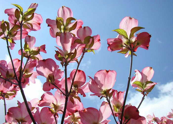 Dogwood Greeting Card featuring the photograph Blue Sky Landscape White Clouds Art Prints Pink Dogwood Flowers Baslee Troutman by Patti Baslee