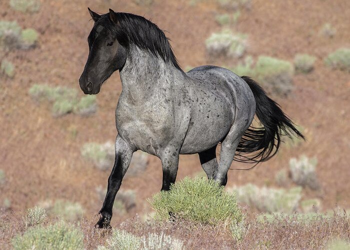 Wild Horse Greeting Card featuring the photograph Blue surprise by John T Humphrey