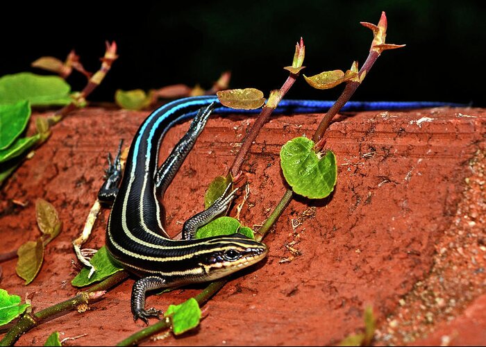 Reptile Greeting Card featuring the photograph Blue-Tail Skink 010 by George Bostian