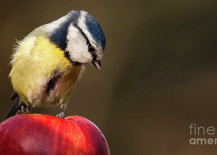 Bird Greeting Card featuring the photograph Blue Tit Cyanistes caeruleus sat on a red apple looking down by Simon Bratt