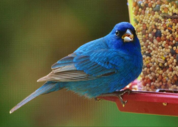 Blue Greeting Card featuring the photograph Indigo Bunting by Eileen Brymer