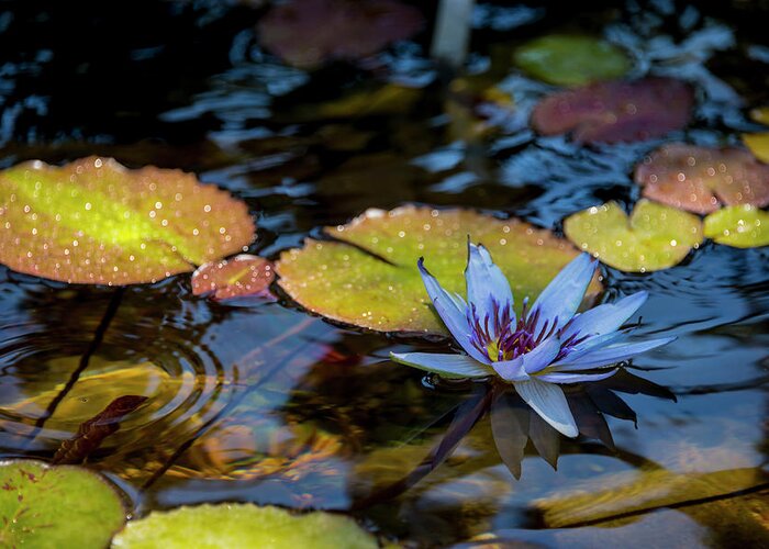 Blue Water Lily Flower Pond Greeting Card featuring the photograph Blue Water Lily Pond by Brian Harig