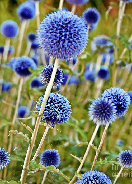 Blue Wild Thistle Greeting Card featuring the photograph Blue Wild Thistle by Silva Wischeropp