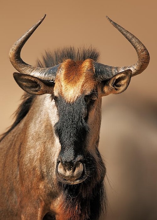 Wildebeest Greeting Card featuring the photograph Blue wildebeest portrait by Johan Swanepoel