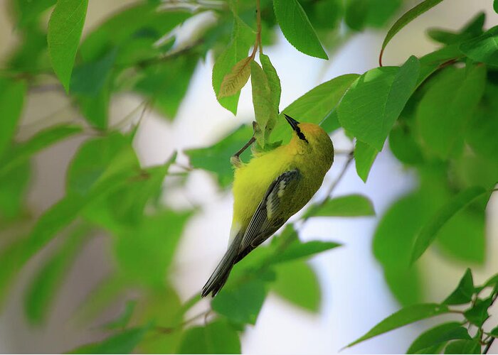 Gary Hall Greeting Card featuring the photograph Blue-winged Warbler 2 by Gary Hall