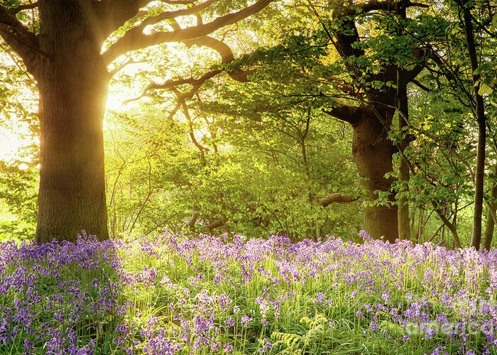 Bluebells Greeting Card featuring the photograph Bluebell wood with magical morning sunrise by Simon Bratt