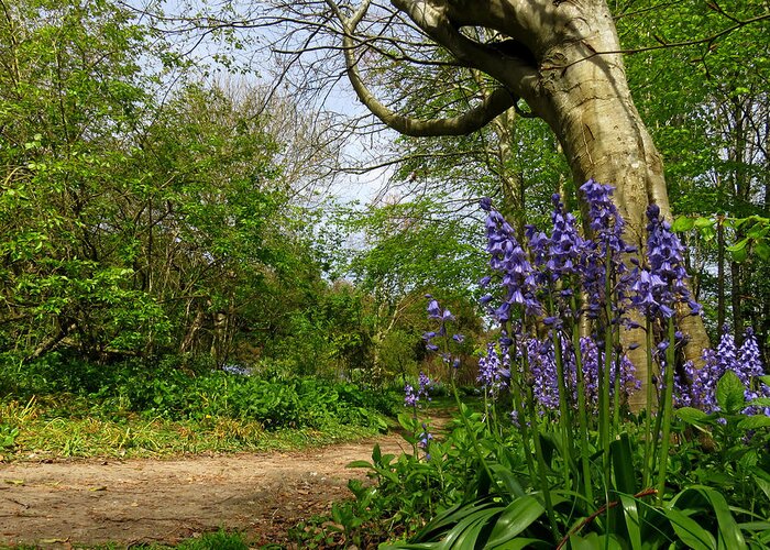 Bluebells Greeting Card featuring the photograph Bluebells By The Tree by John Topman